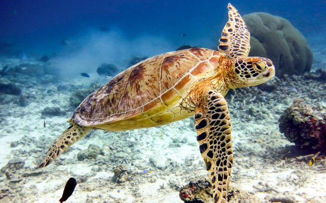 Green Turtle in Gili Islands, Indonesia