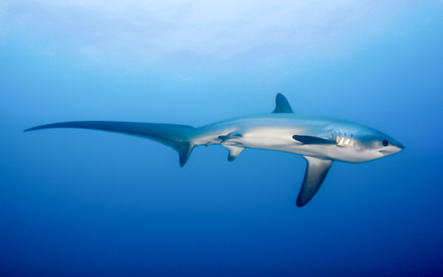 Thresher Shark in Malapascua, Philippines